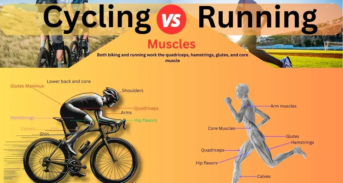 Cycling vs Running: A visual comparison of muscle groups used in both activities, highlighting how biking and running engage similar core muscles.