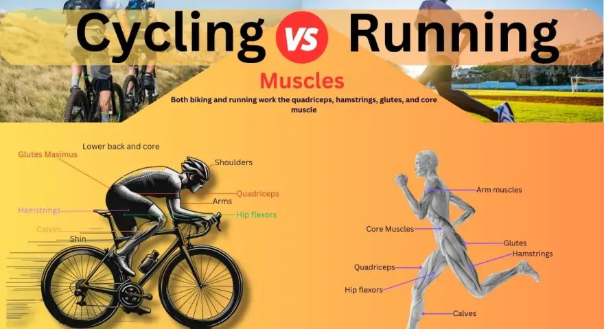 Cycling vs Running: A visual comparison of muscle groups used in both activities, highlighting how biking and running engage similar core muscles.