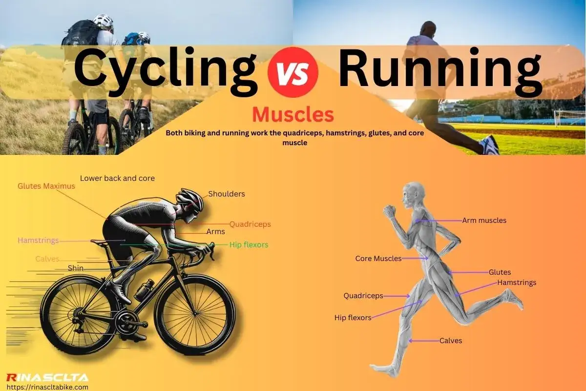 Cycling vs Running: A muscle comparison showing how both activities engage quadriceps, hamstrings, glutes, and core.